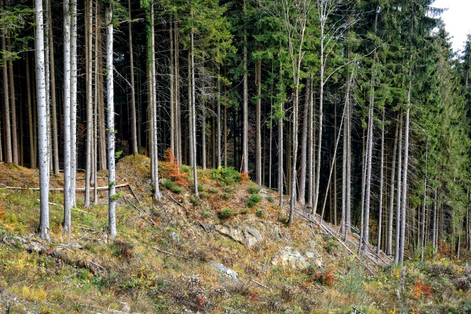 Spruce nature forestry