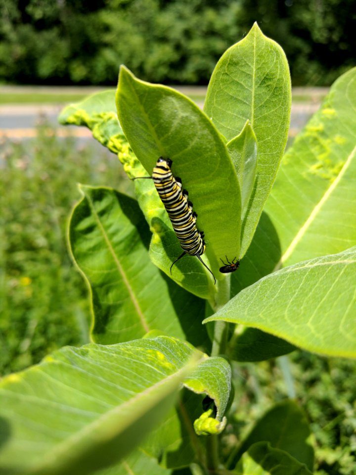 Monarch Caterpillar on Common Milkweed