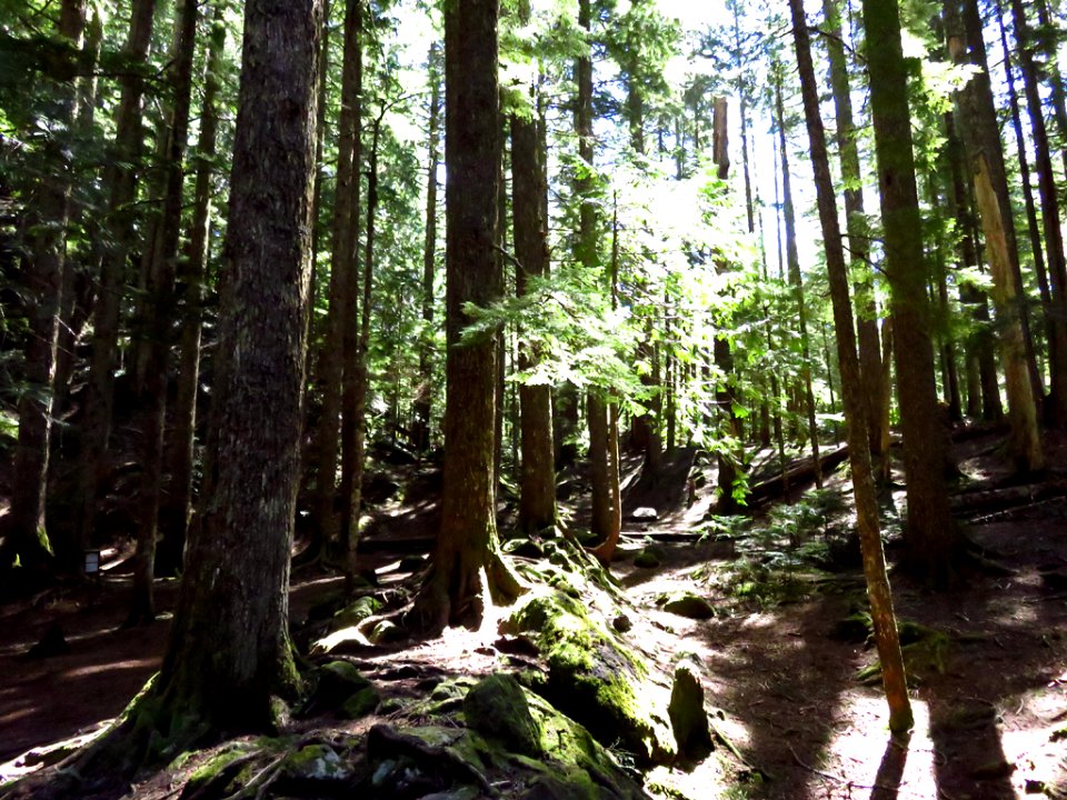 Ramona Falls Hike at Mt. Hood Wilderness in Oregon