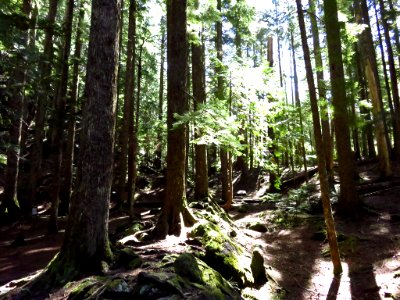 Ramona Falls Hike at Mt. Hood Wilderness in Oregon photo