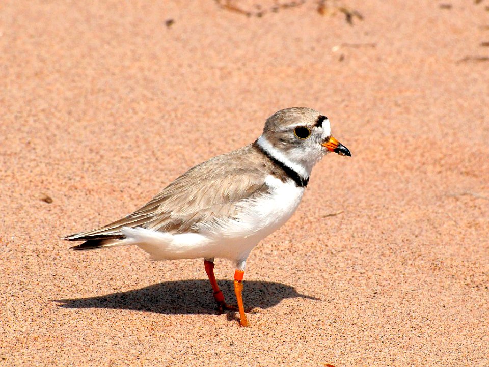 Piping Plover photo