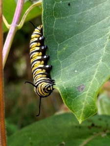 Monarch Caterpillar on Common Milkweed photo