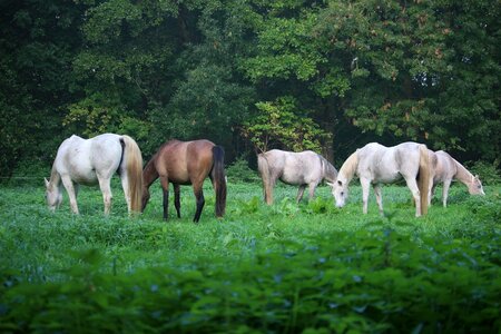 Autumn fog pasture