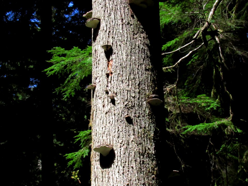 Jedediah Smith Redwoods SP in California