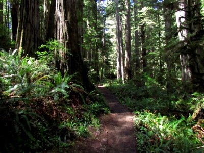 Jedediah Smith Redwoods SP in California