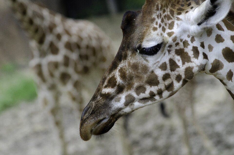 Sad head shot animal portrait