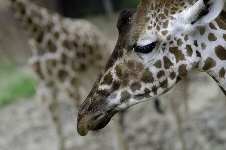 Sad head shot animal portrait
