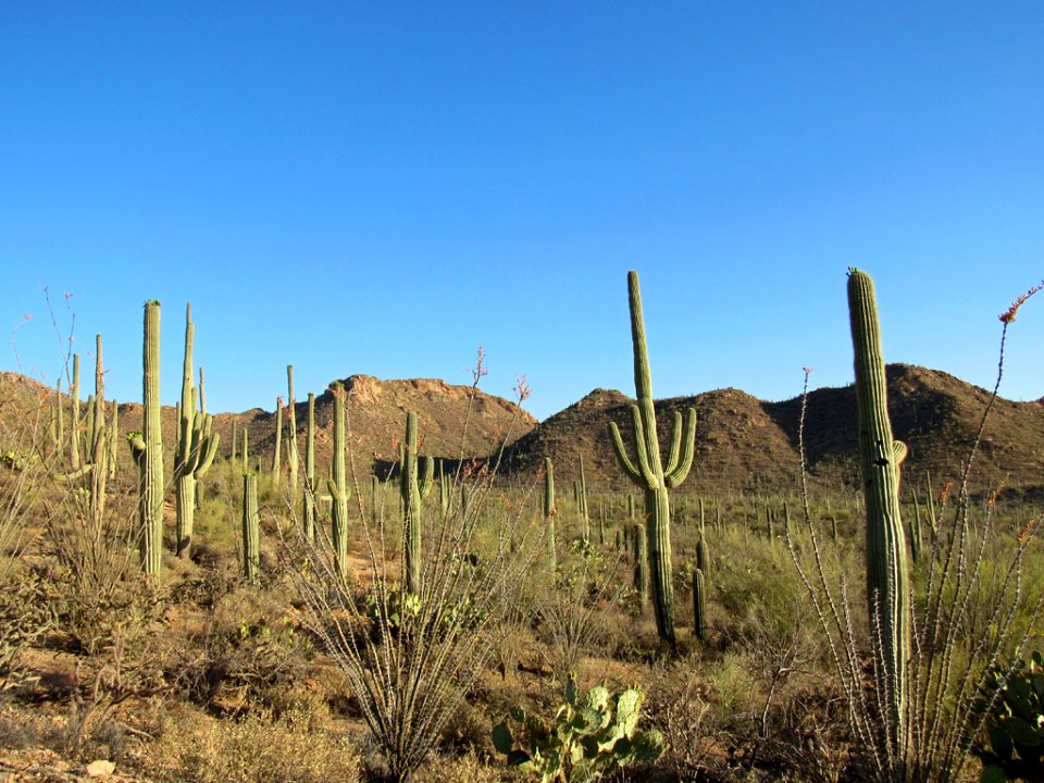 Saguaro NP in Arizona