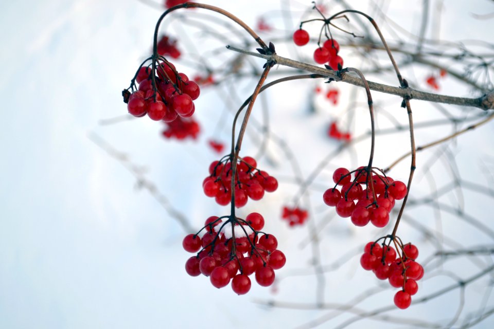 High-bush Cranberry photo