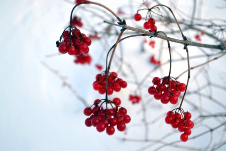 High-bush Cranberry