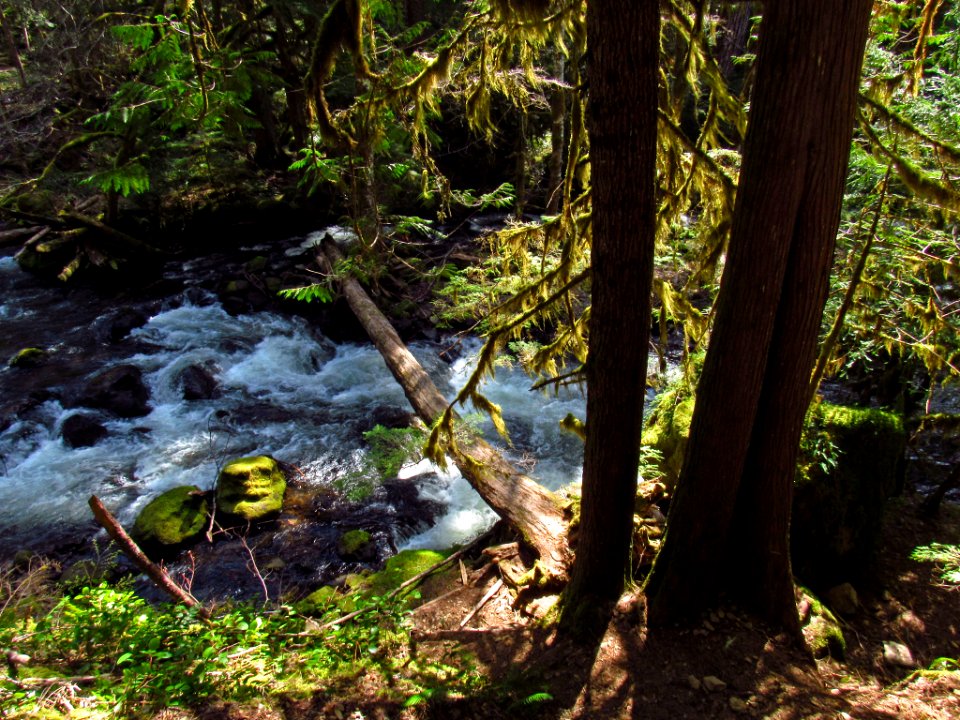 Falls Creek Falls Trail in WA