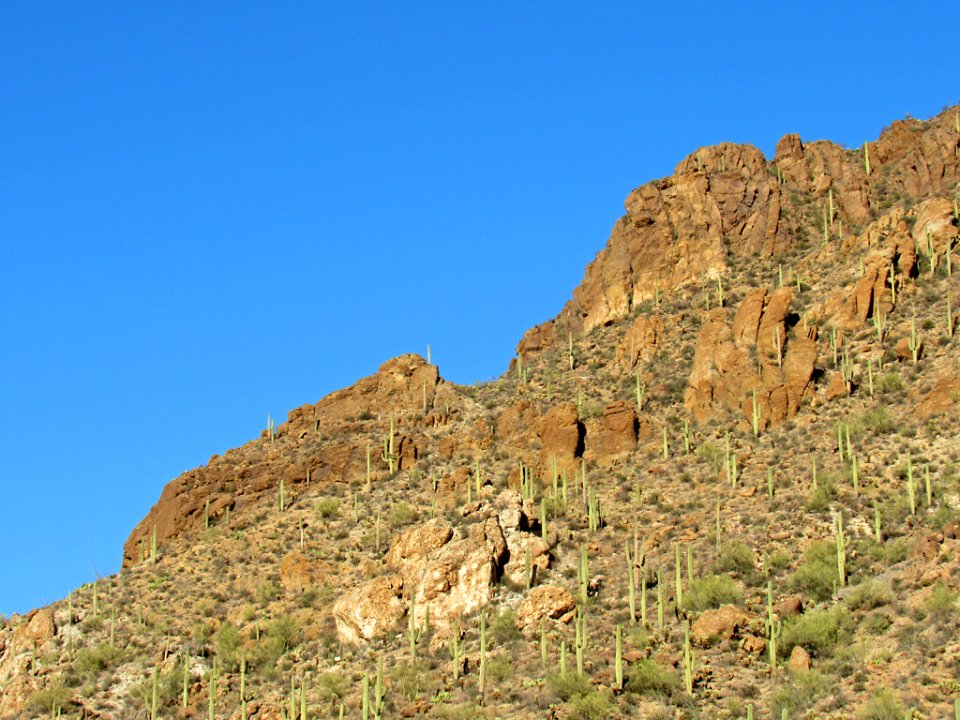 Saguaro NP in Arizona