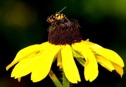 Flower Fly on Black-eyed Susan