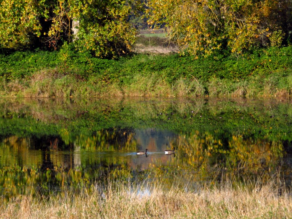 Autumn at Steigerwald Lake NWR in WA
