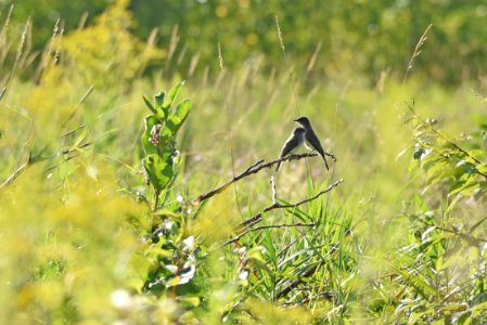 Eastern Phoebes