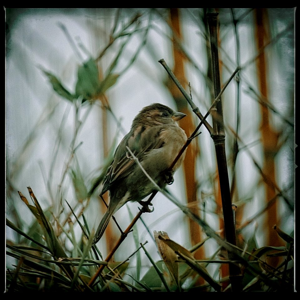 Female Sparrow