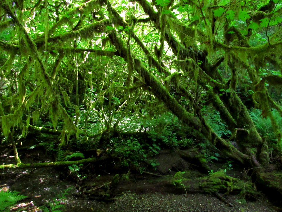 Jedediah Smith Redwoods SP in California