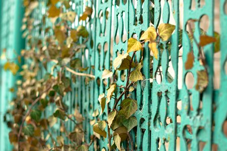 Fence leaves vines photo