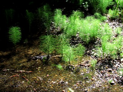 Jedediah Smith Redwoods SP in California
