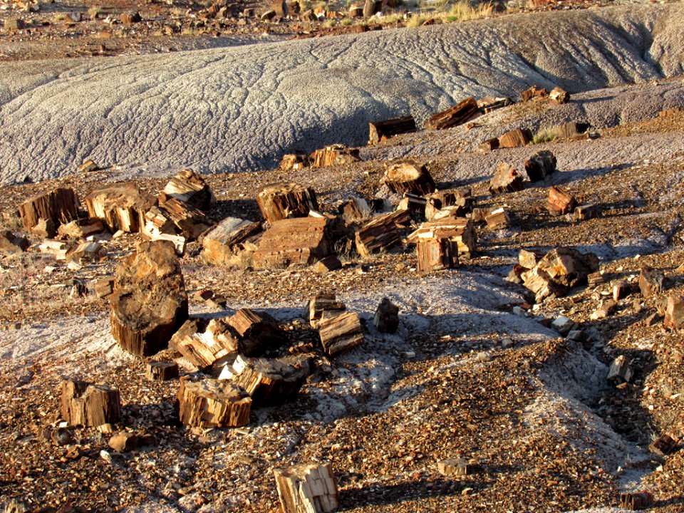 Crystal Forest at Petrified Forest NP in Arizona