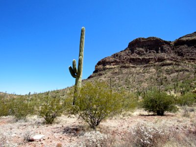 Organ Pipe Cactus NM in Arizona