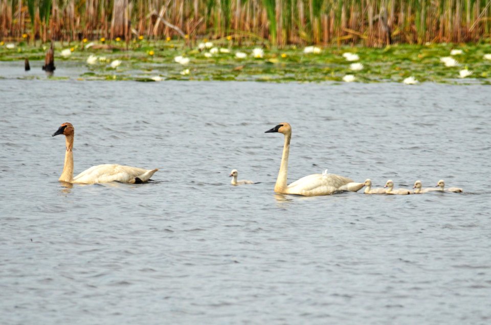 Trumpeter Swan Family