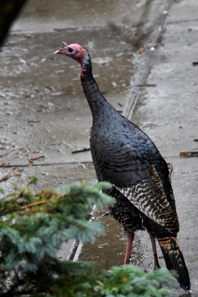 Wild turkey in the rain