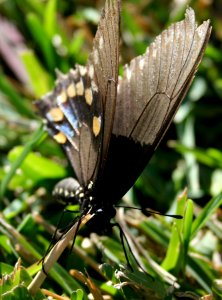 Butterfly Up Close