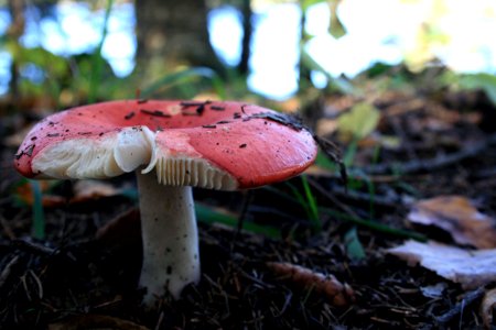 Russula emetica