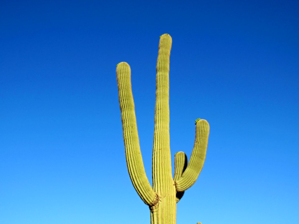 Saguaro NP in Arizona