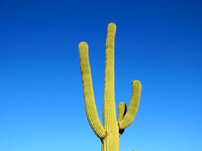Saguaro NP in Arizona