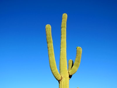 Saguaro NP in Arizona photo