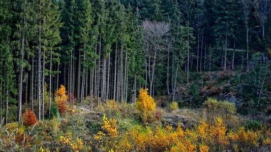 Spruce nature forestry