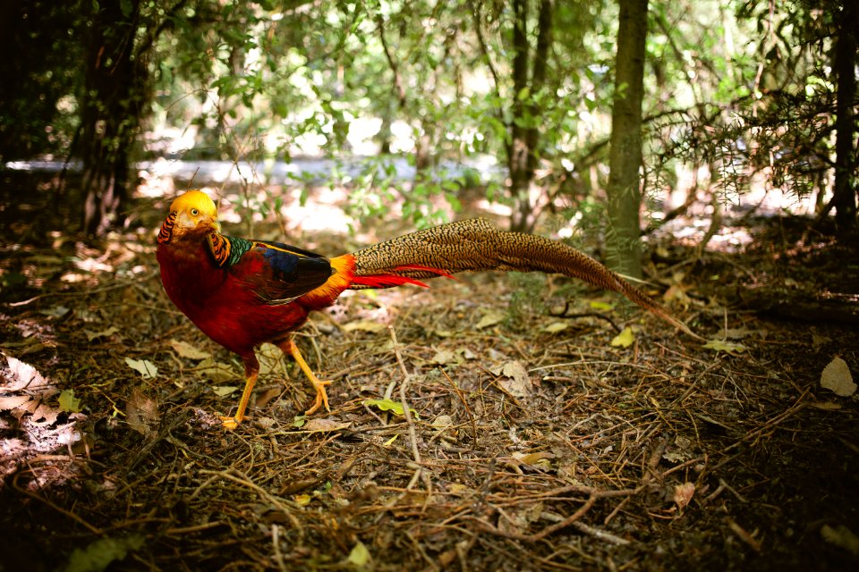 Willowbank Wildlife Reserve