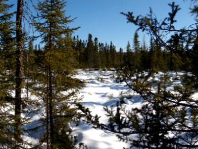 February 2010 Lynx Tracking photo