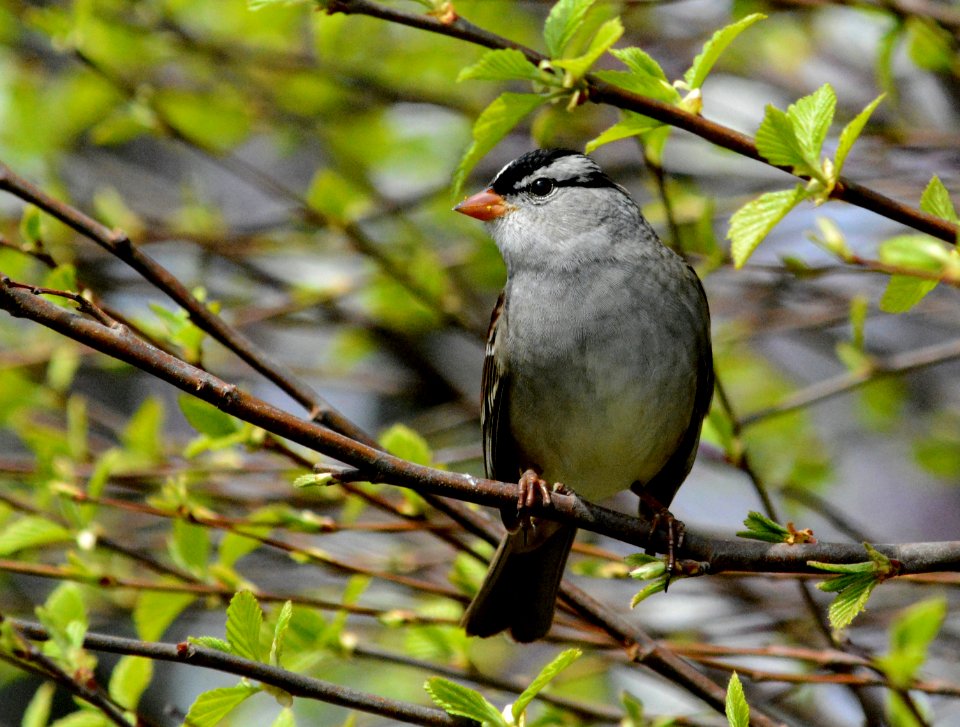 White-crowned sparrow