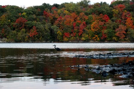 Great Blue Heron on the Mississippi River