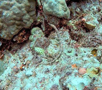 Pipefish Vanuatu