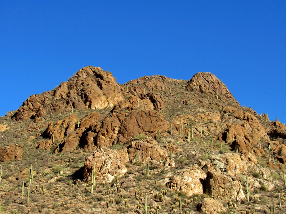 Saguaro NP in Arizona photo