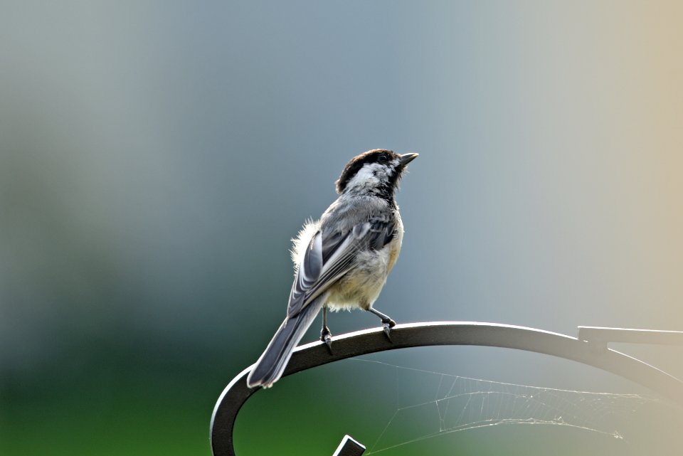 Black-capped chickadee