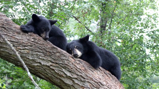 Resting Black Bears