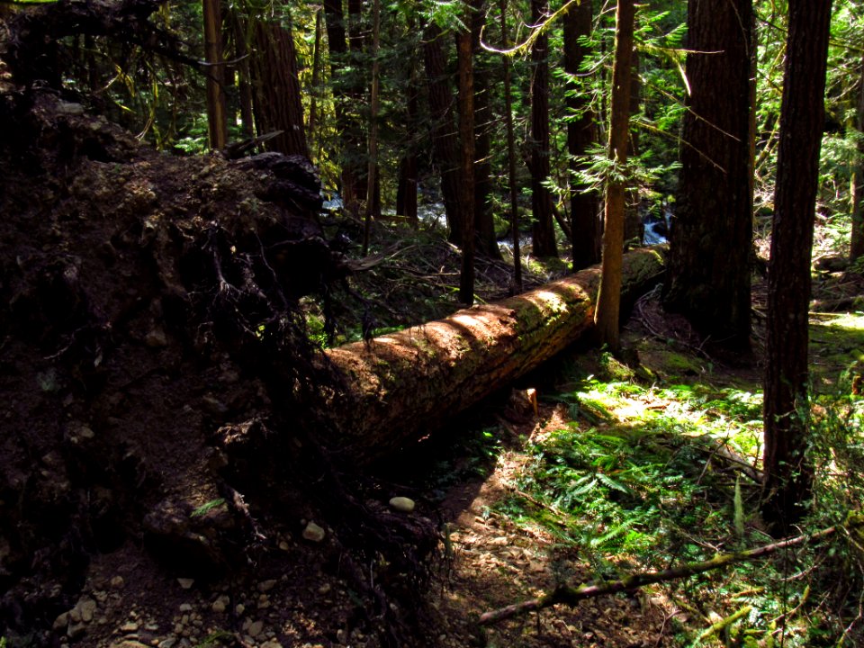 Falls Creek Falls Trail in WA