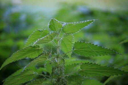Medicinal plant nettle leaf urtica