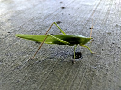 Katydid Standing Out photo