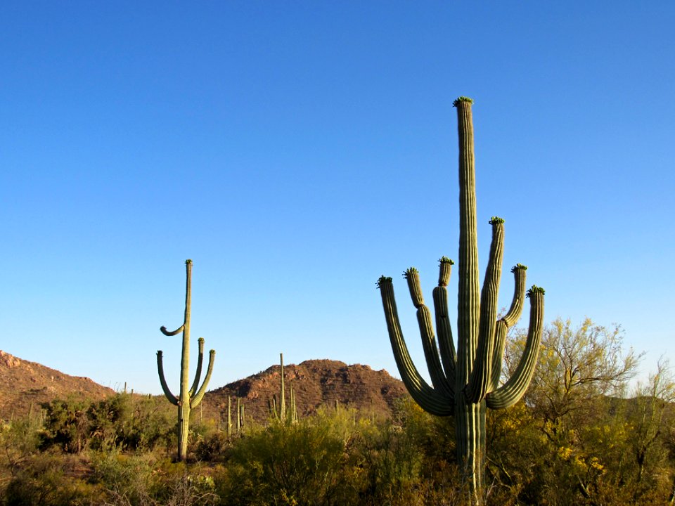 Saguaro NP in Arizona