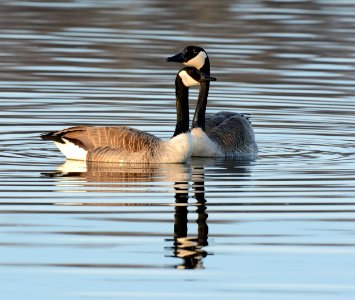 Canada Geese photo