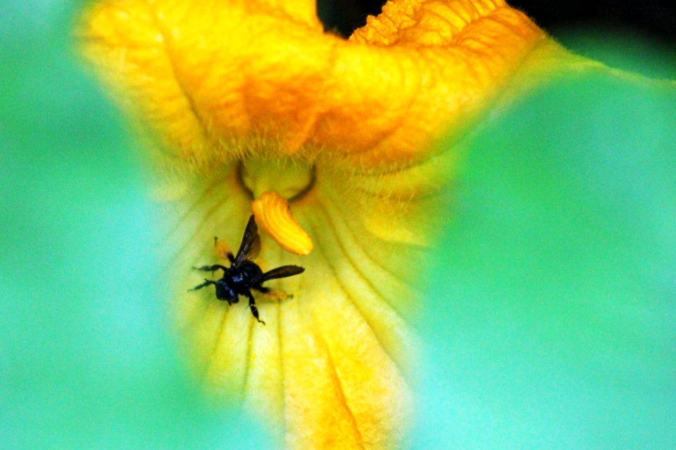 Pollinating a pumpkin flower