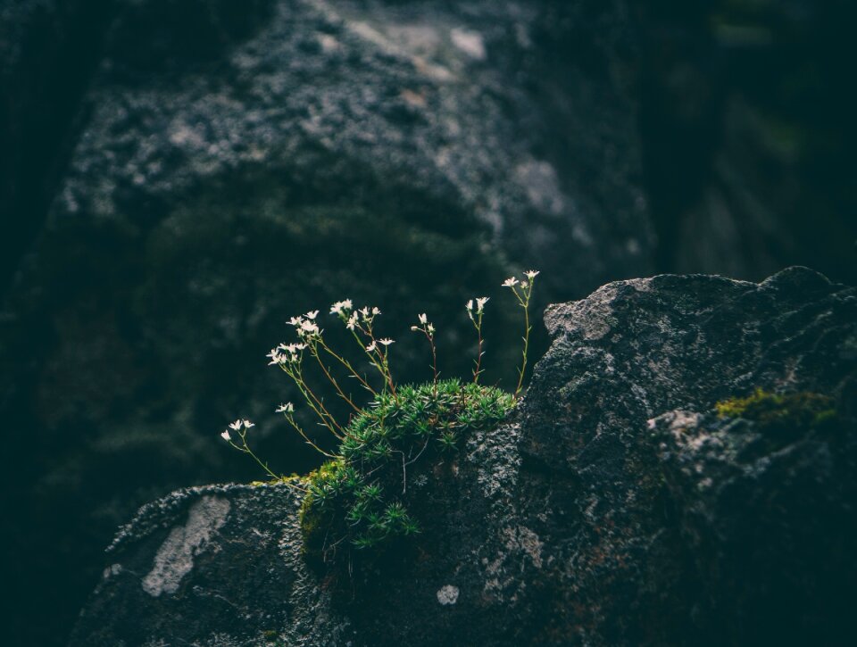 Natural plant stone