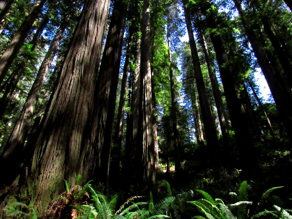 Jedediah Smith Redwoods SP in California