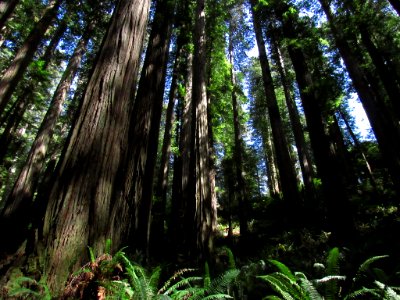 Jedediah Smith Redwoods SP in California